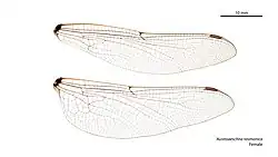 Female wings