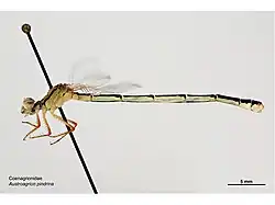 Female museum specimen