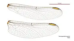 Male wings