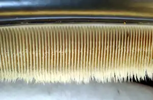 Photo displaying dozens of baleen plates: The plates face each other, and are evenly spaced at approximately 0.25 in (6.4 mm) intervals. The plates are attached to the jaw at the top, and have hairs at the bottom end.