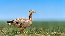 Bar-headed goose