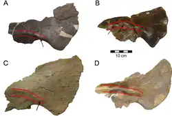Four similar skull bones of related dinosaurs