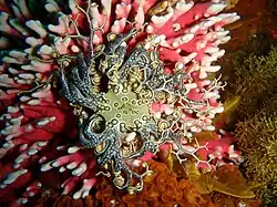 Basket star on noble coral at Middle Bank, Tsistikamma National Park MPA