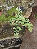 Bermuda maidenhair fern (Adiantum bellum)