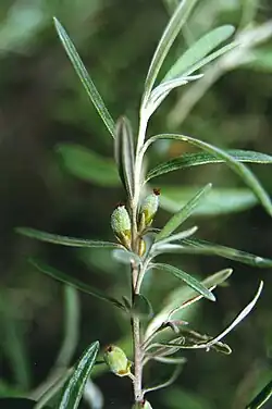 Tip of a branch with narrow green leaves and a few cylindrical axillary buds