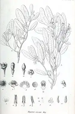 Miquel, F.A.G. 1844. Beyeria, novum genus Euphorbiacearum. Annales des Sciences Naturelle; Botanique sér. 3, 1: 350–352, plate 15