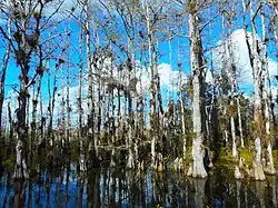 A stand of white cypress trees growing out of the water