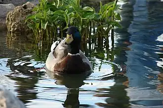 A mallard duck in one of the ponds.