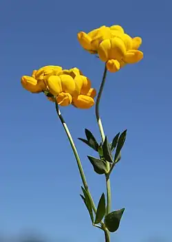 Flowerheads and 5-leaflet leaves
