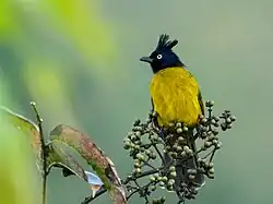 Black-crested bulbul (Rubigula flaviventris)