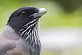 Black-headed jay at Pangot, Uttarakhand, India at an altitude of around 6300 ft.