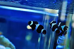 Three black clownfish with white vertical bars in a fish tank