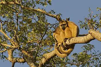 Black howler monkeys