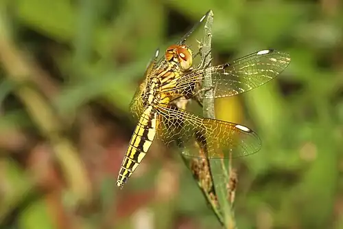 Female