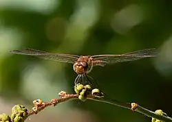 Adult male, head-on view