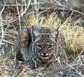Bobcats live in the Datil Mountains. Photo: US Fish and Wildlife Service.