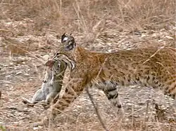 Bobcat walking with a dead rabbit hanging from its mouth