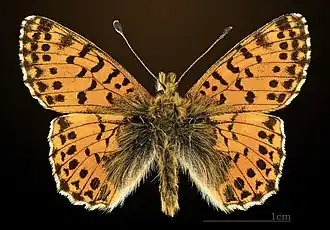 mounted specimen, dorsal side, France