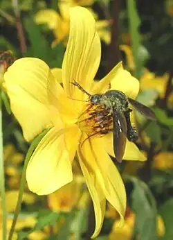 Lepidophora sp. (Bombyliidae) on Bidens laevis