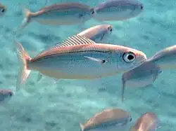 Close-up of one specimen in a school of bogue underwater. It is a small fish with large round eyes and a flat body and small fins.
