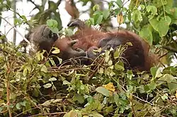 Orangutan lying on its back in a nest