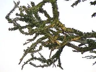 subsp. rehmanniana, branches and foliage at Pilanesberg