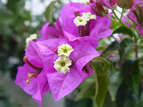 The bracts of Bougainvillea glabra, differ in colour from leaves and attract pollinators.