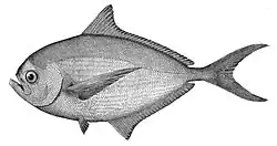 Atlantic pomfret