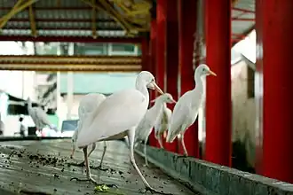Deeper human commensalism: western cattle egrets waiting for scraps at the fish market of Victoria, Seychelles.