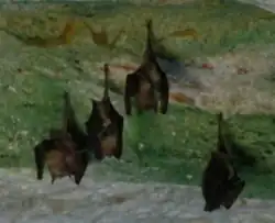 Brown bats