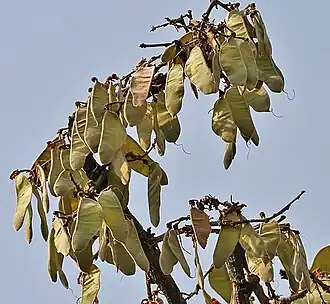 green seed pods, early April