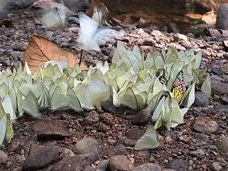 Aggregation of butterflies mud puddling