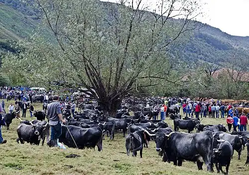 Cattle fair in Villayuso de Cieza&nbsp;[es], 2013