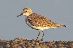 Red-necked stint