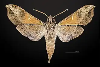 Female underside