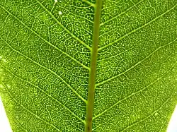 Secretory cavities in leaf