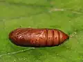 pupa