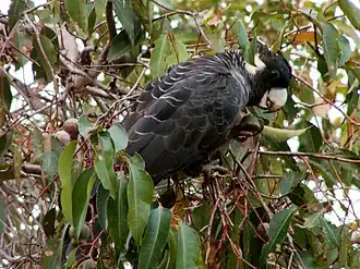 Long-billed black cockatoo foraging amid eucalypt foliage