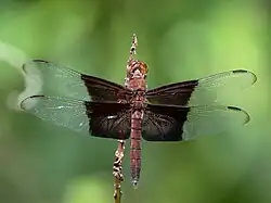 Male, dorsal view, Cairns
