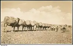A camel train in the desert, with each of the camels loaded with two bales of wool from Arrabura Station, 1931.