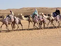 Camels under training at Labsah Race Track