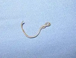 Adult worms of the dog roundworm ("Toxocara canis") live in the small intestine of dogs and other canids