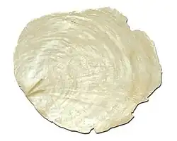 A cleaned shell of the capiz ready for processing, with the V-shaped ligament ridge showing