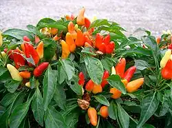 A capsicum annuum plant, with fruit of varied ripeness.