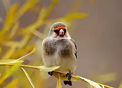 Grey-crowned goldfinch (Carduelis caniceps) at Ringmospang, Kargil