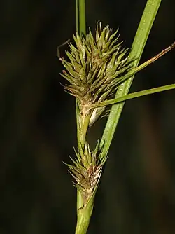 Egg-shaped flower clusters with narrow pointed green scales