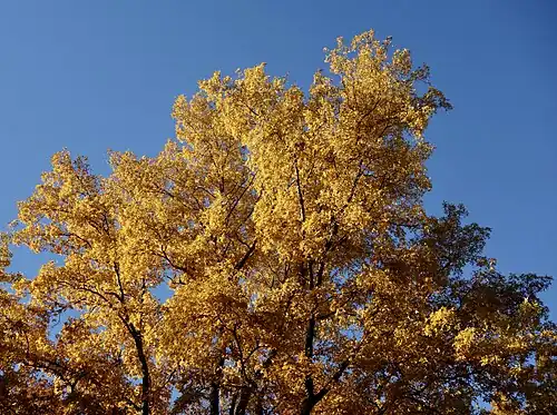 Carya cordiformis, 1940 accession, in fall