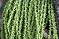 Caryota flowers are arranged in triads