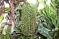 The fruits of Caryota mitis
