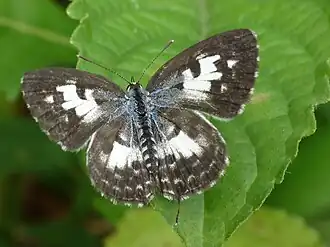 Dorsal view (female)